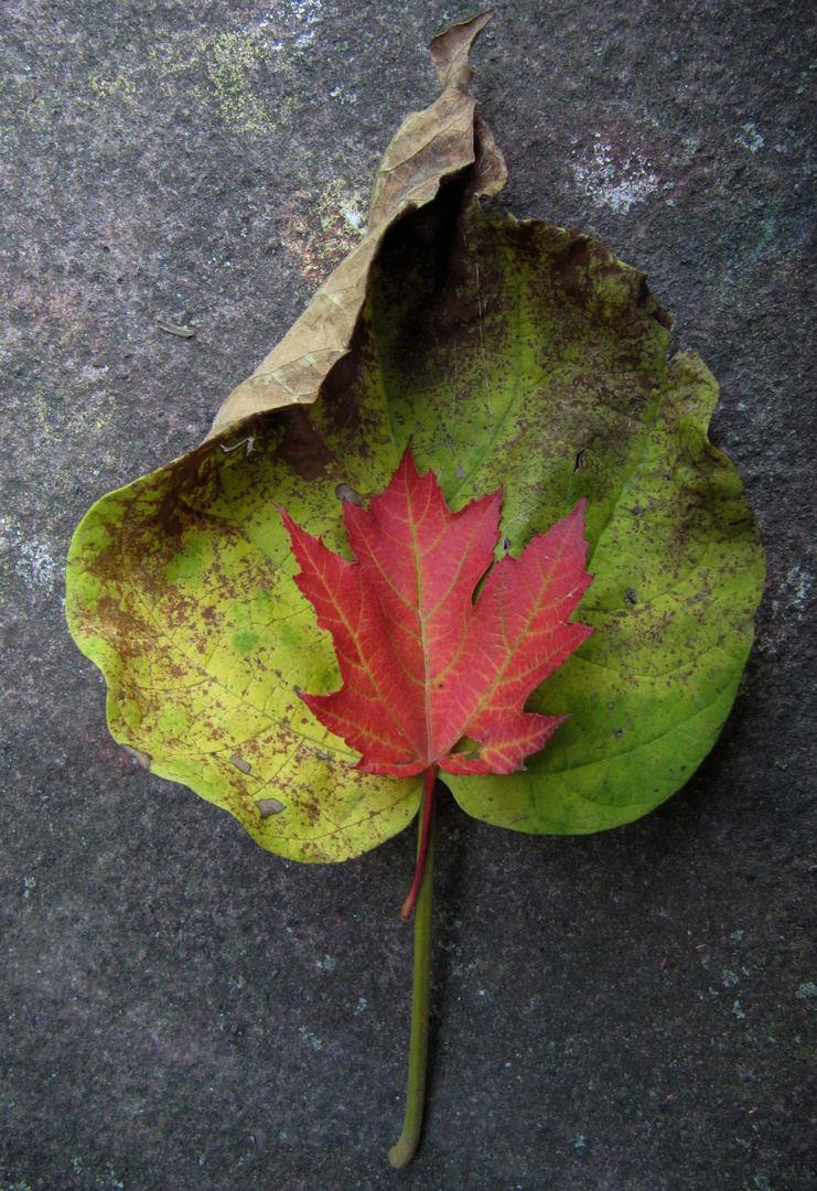 Blatt auf Stein