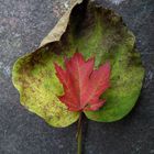 Blatt auf Stein