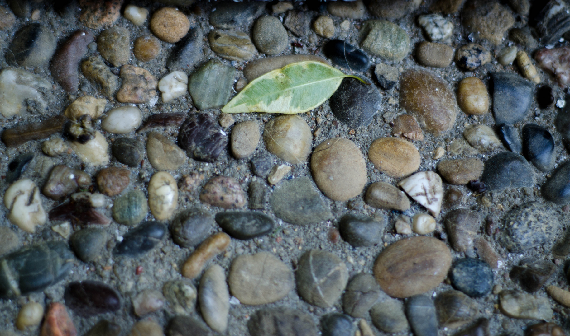 Blatt auf Stein