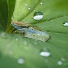 Blatt auf Tropfen auf Blatt