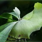 Blatt auf Vulkanstein