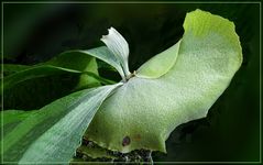 Blatt auf Vulkanstein