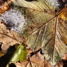 Blatt auf Waldboden