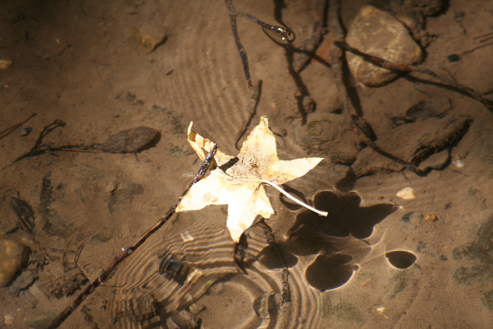 Blatt auf Wasser