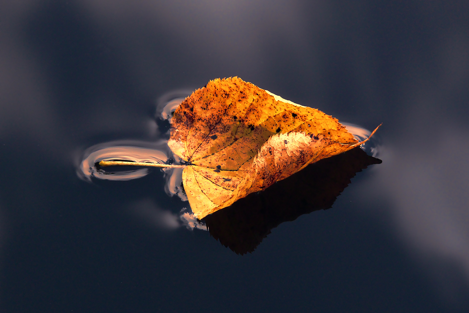 Blatt-auf-Wasser