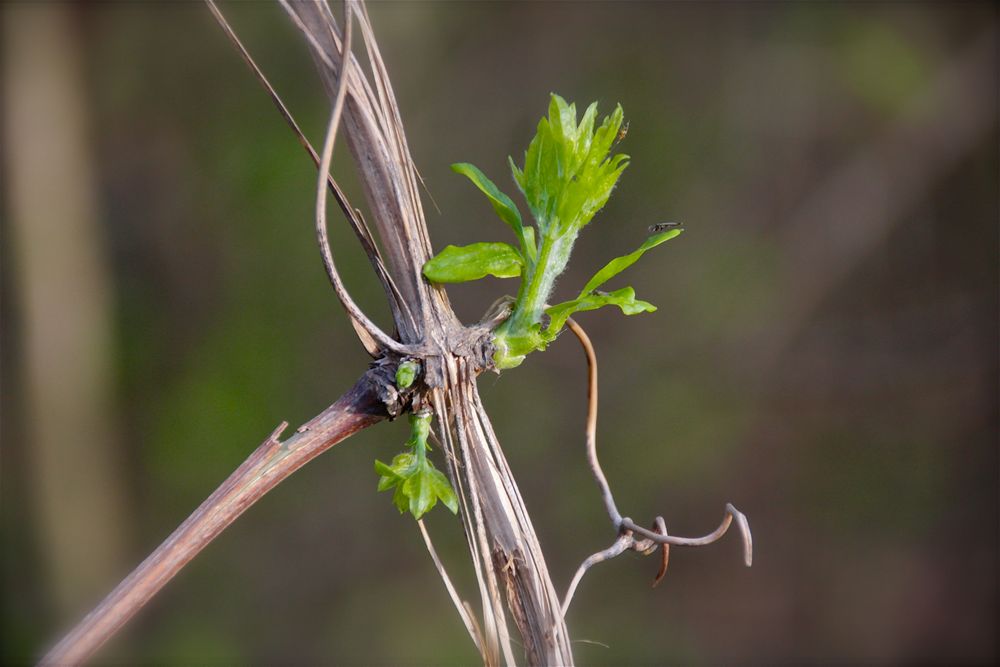 Blatt aus dem Trockenen