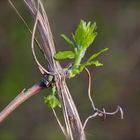 Blatt aus dem Trockenen