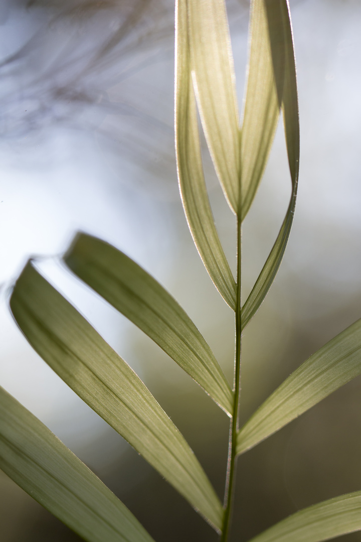 Blatt-Ballett