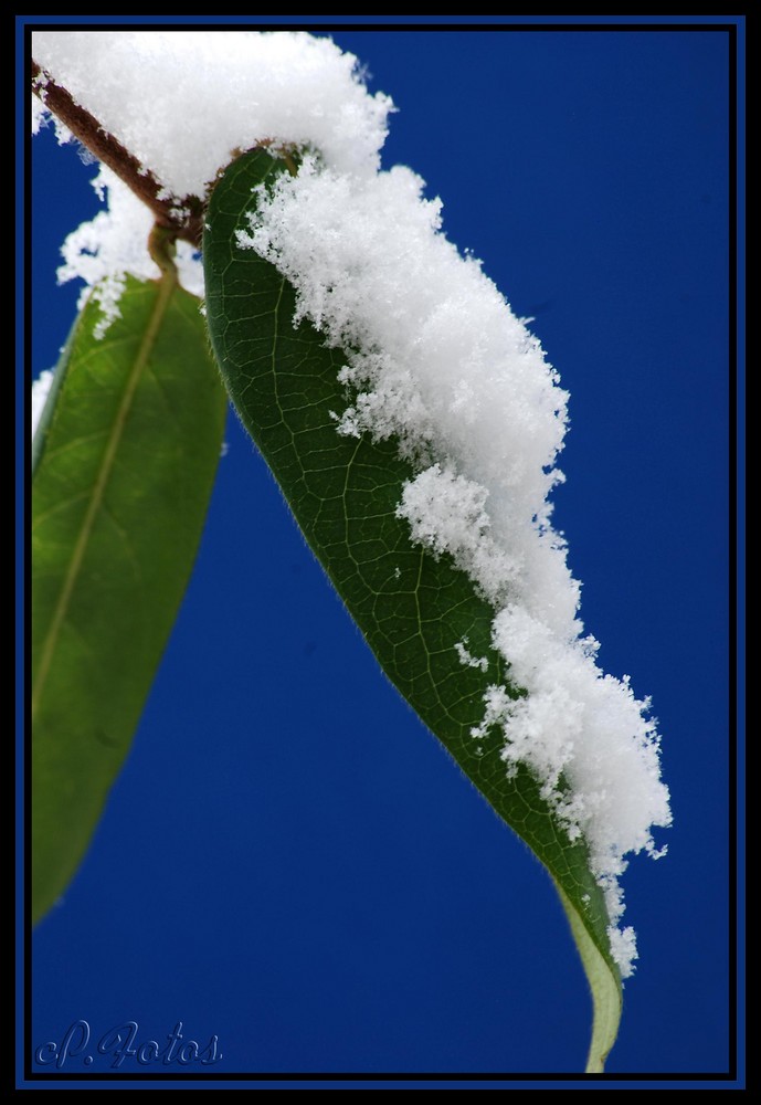 Blatt bedeckt mit Schnee - "Macro"