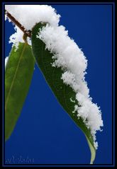 Blatt bedeckt mit Schnee - "Macro"