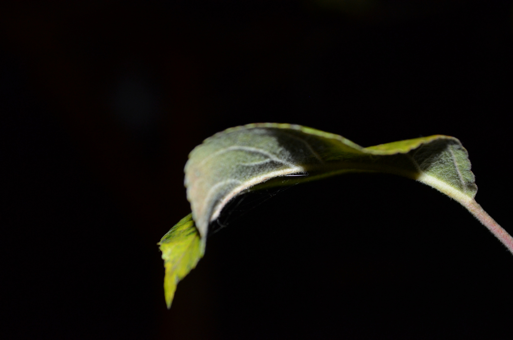 Blatt bei Nacht