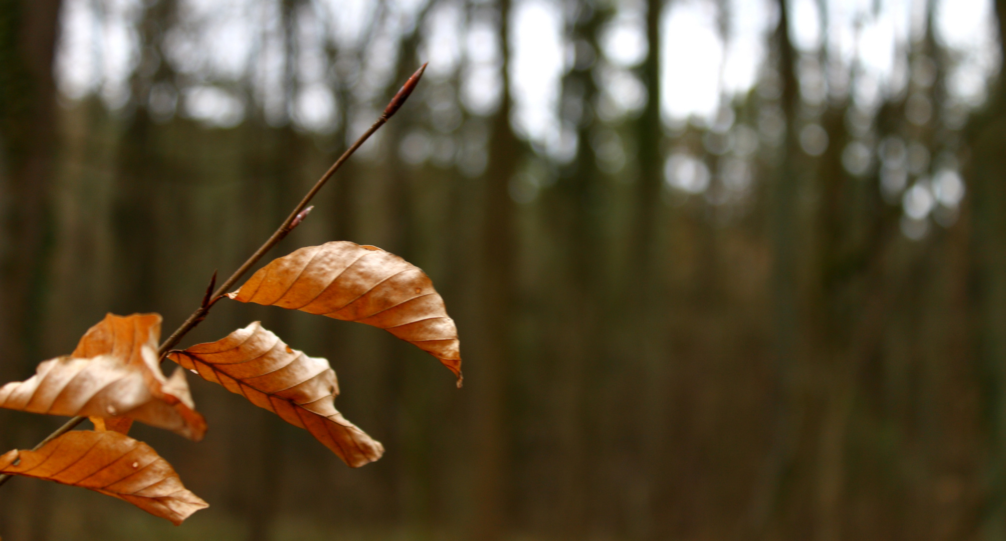 Blatt Berg