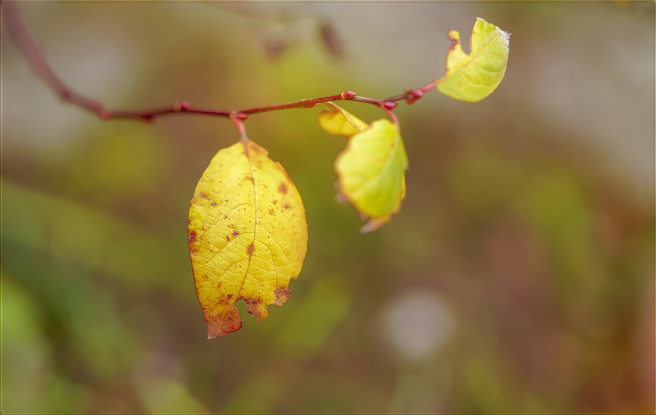 blatt, blätter und so ein blatt vor´m kopf haben ... 