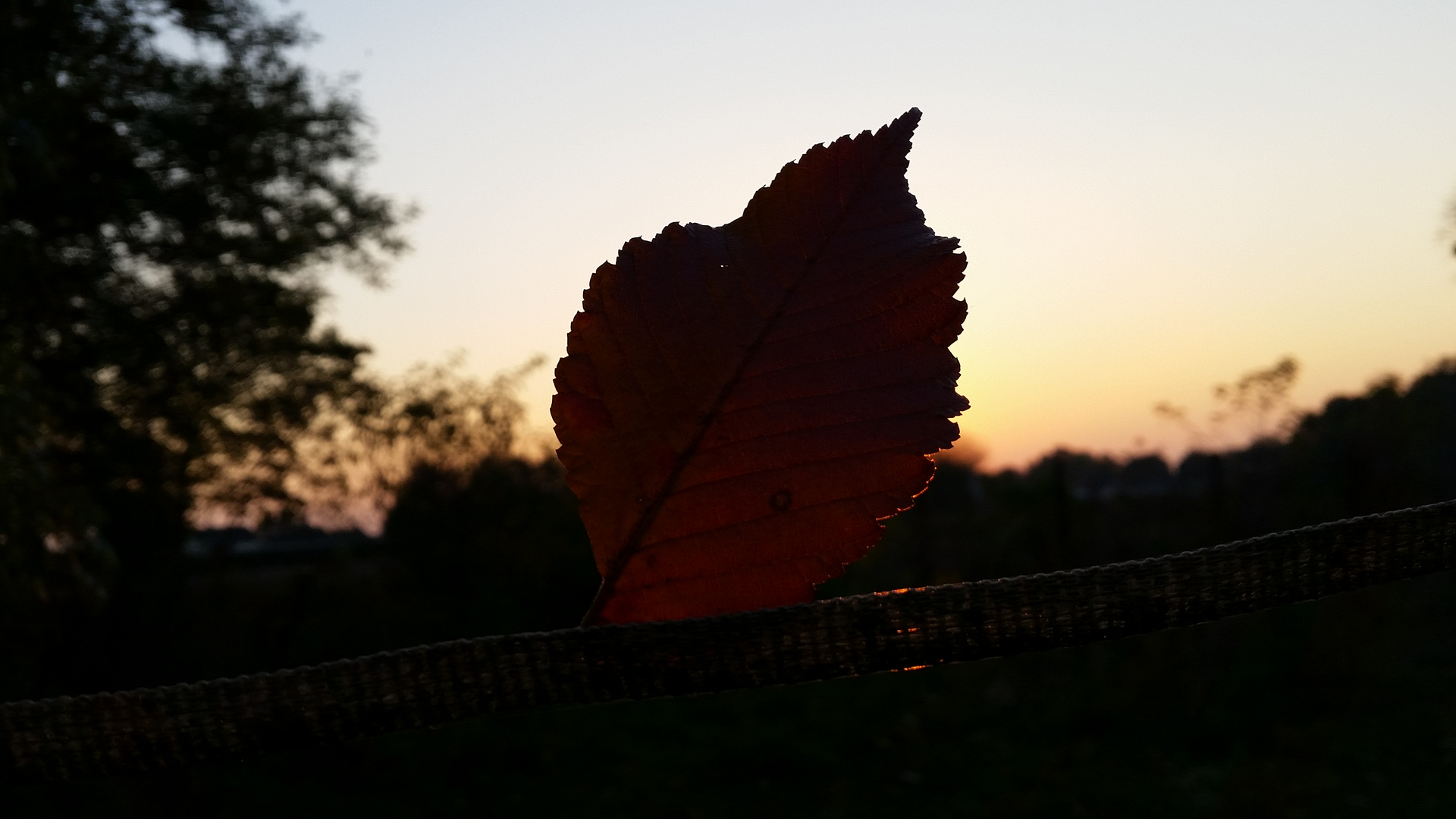 Blatt Blende Sonne Herbst