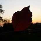 Blatt Blende Sonne Herbst