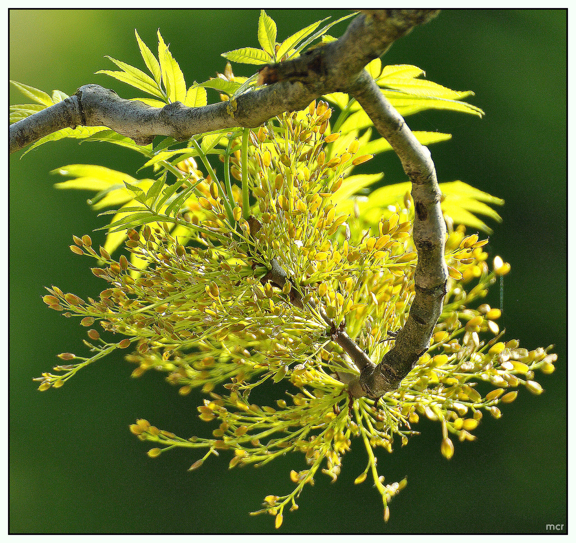 Blatt & Blüte