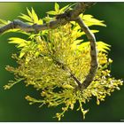 Blatt & Blüte