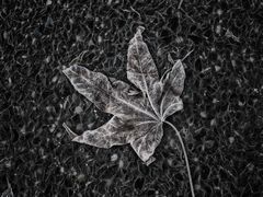 ... blatt