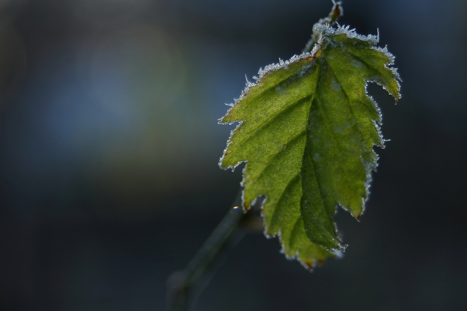 "Blatt-Corona"