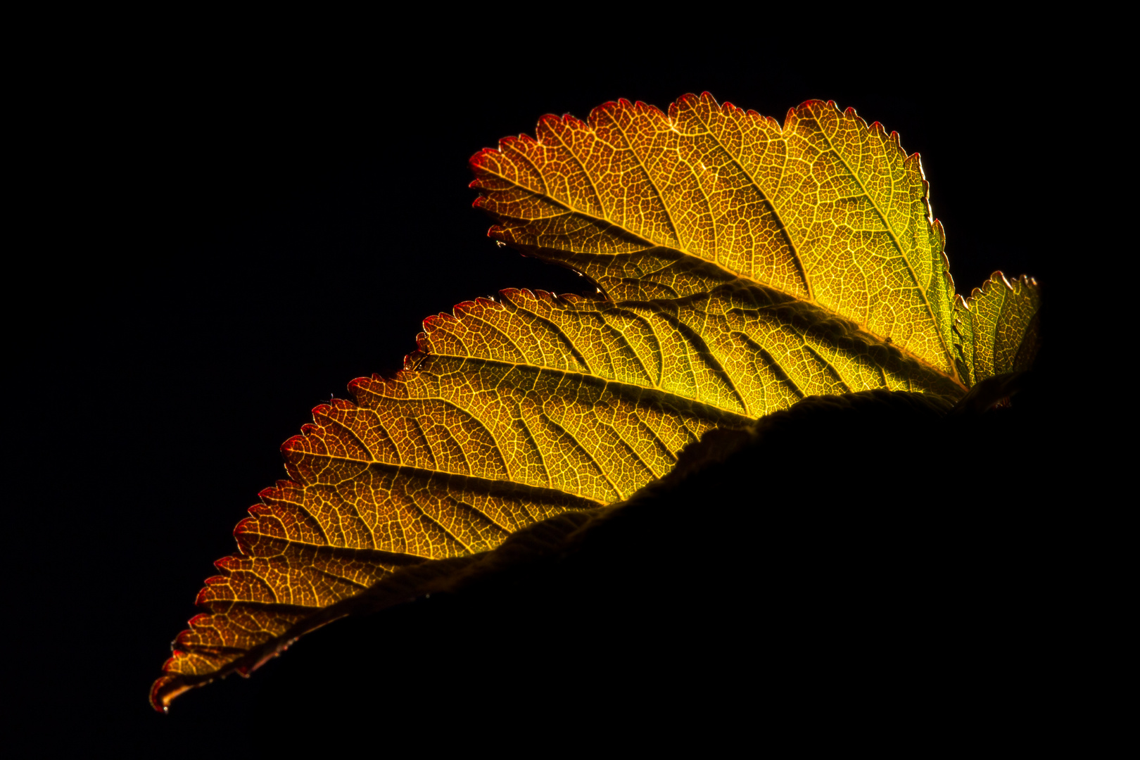 BLATT Foto & Bild | natur, pflanzen, blatt Bilder auf fotocommunity