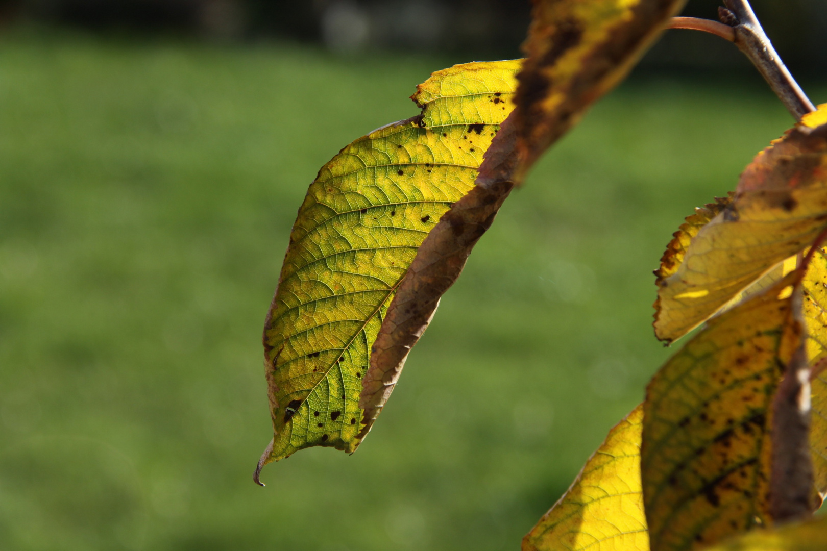 Blatt der Blanc de Noir Rebe