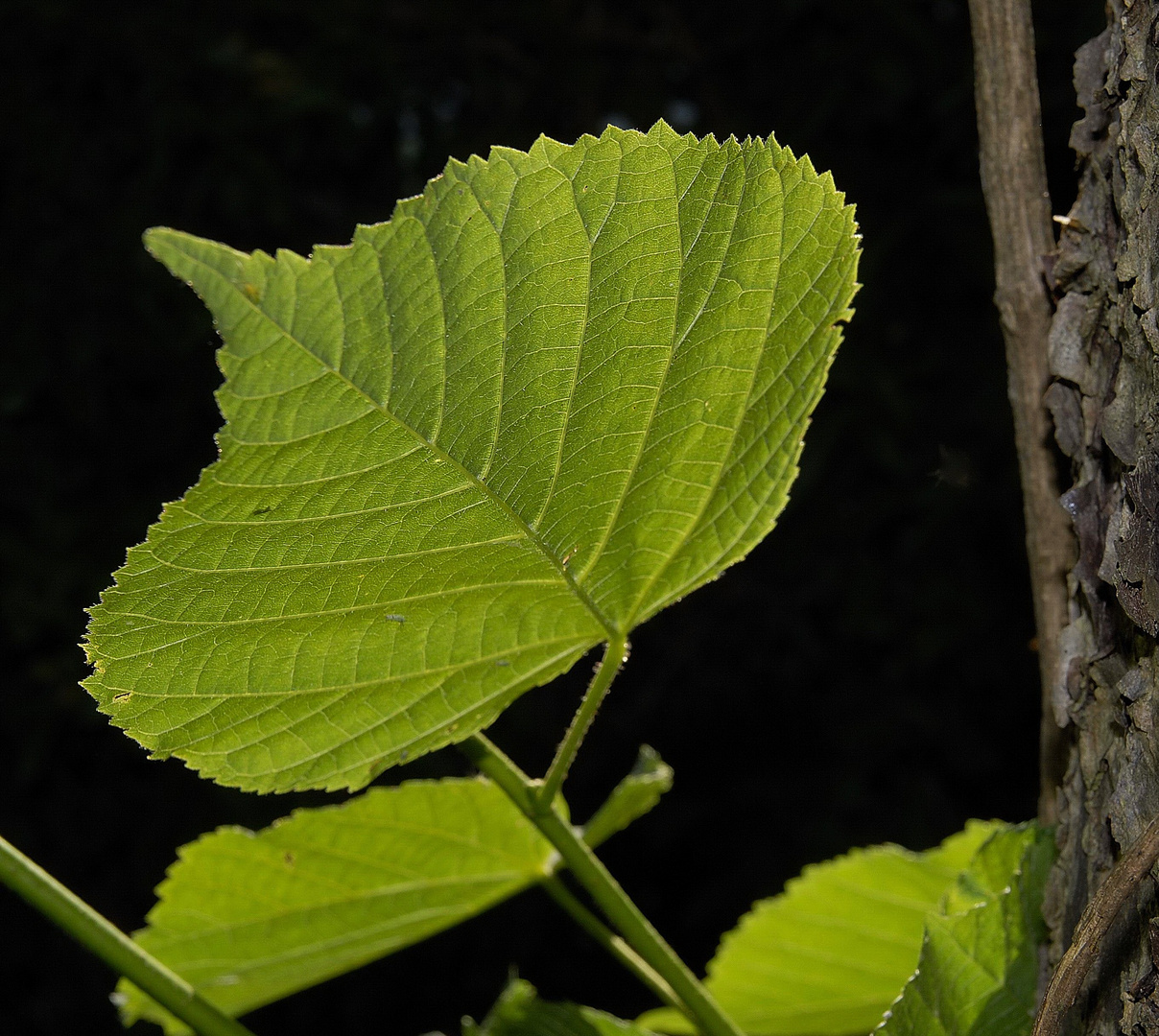 Blatt der Linde