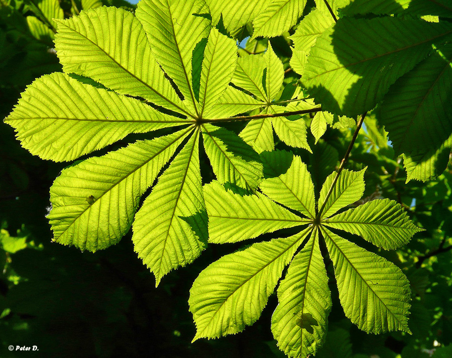 Blatt der Rosskastanie