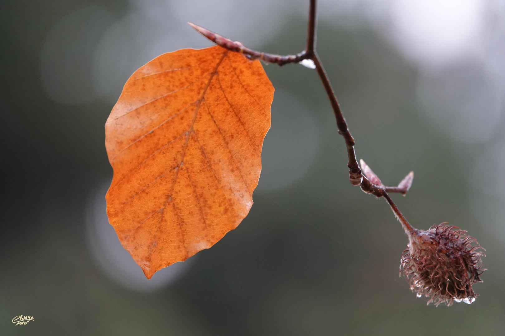 Blatt der Rotbuche und Fruchtstand