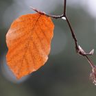 Blatt der Rotbuche und Fruchtstand