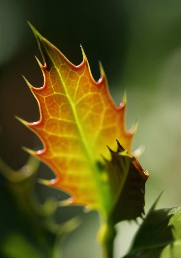 Blatt der Stechpalme in goldener Herbstsonne 