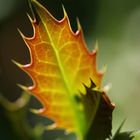 Blatt der Stechpalme in goldener Herbstsonne 