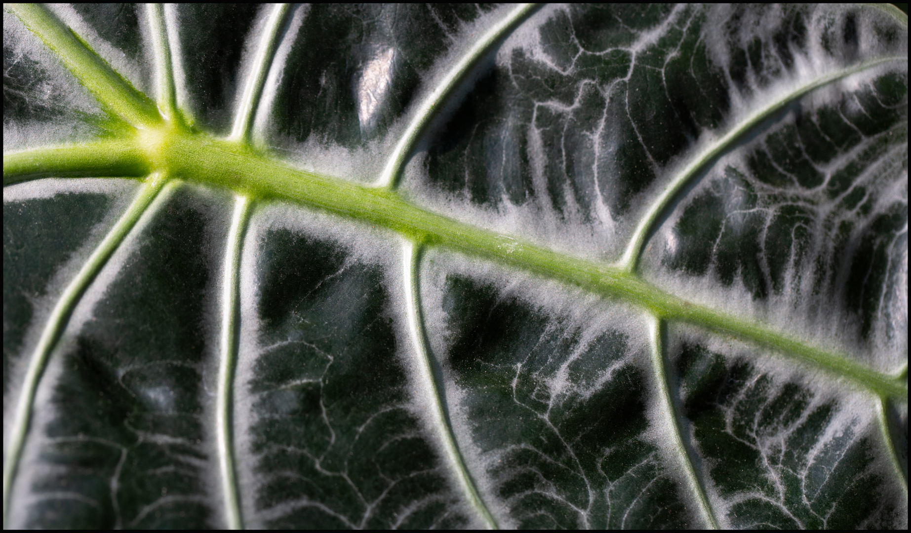 Blatt der Tropenwurz aus China