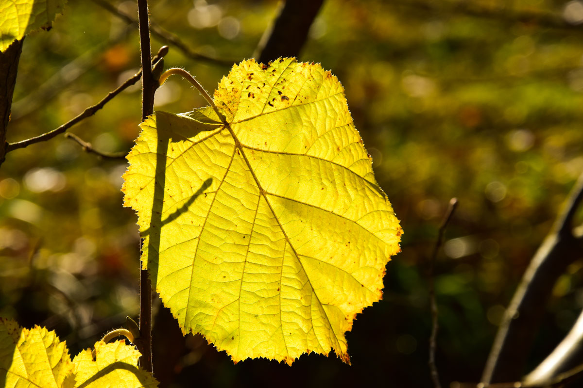 Blatt des Haselstrauches