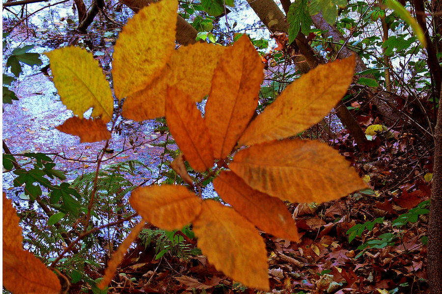 Blatt des Maronenbaums