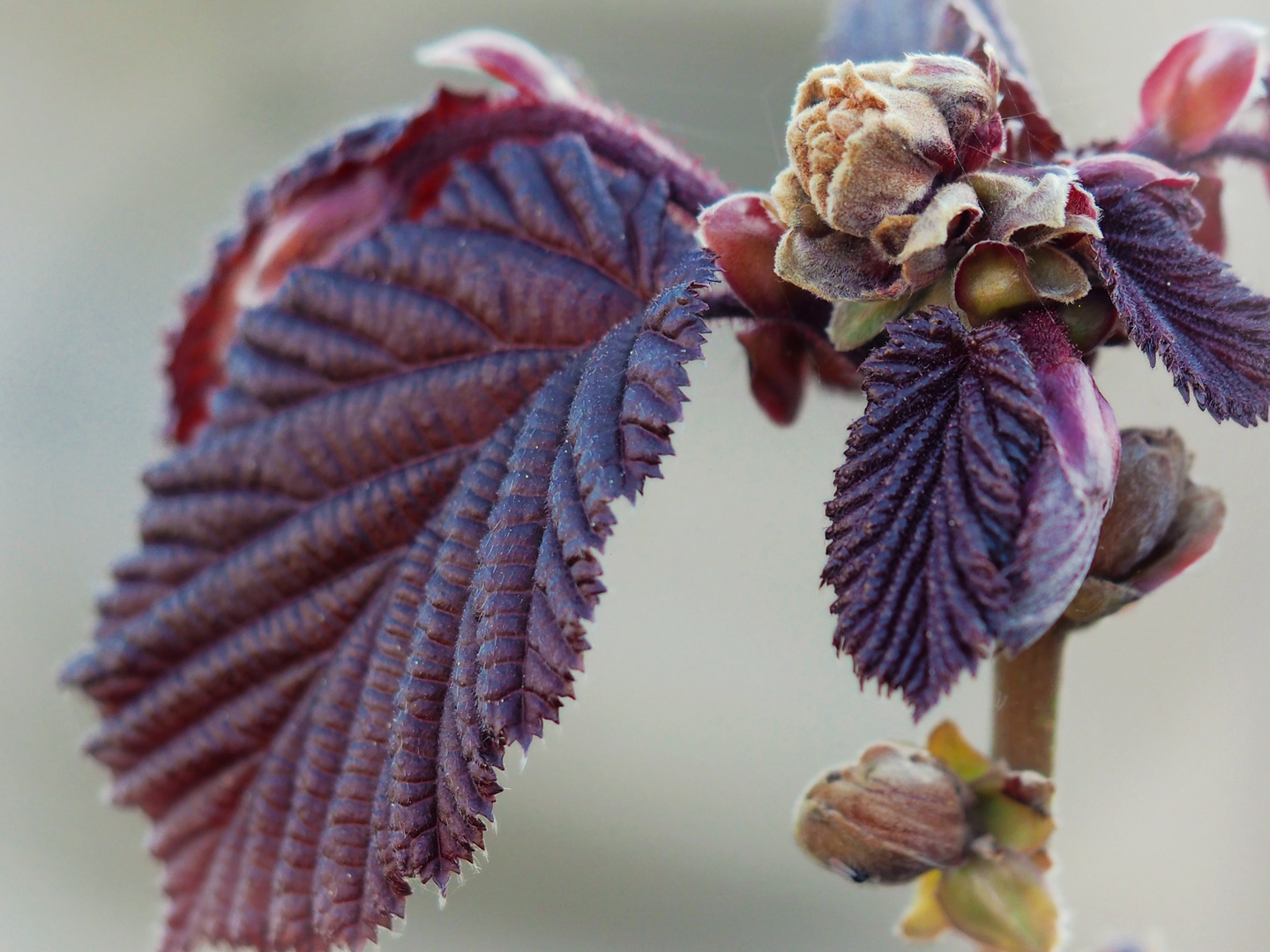 Blatt des roten Nussbusch