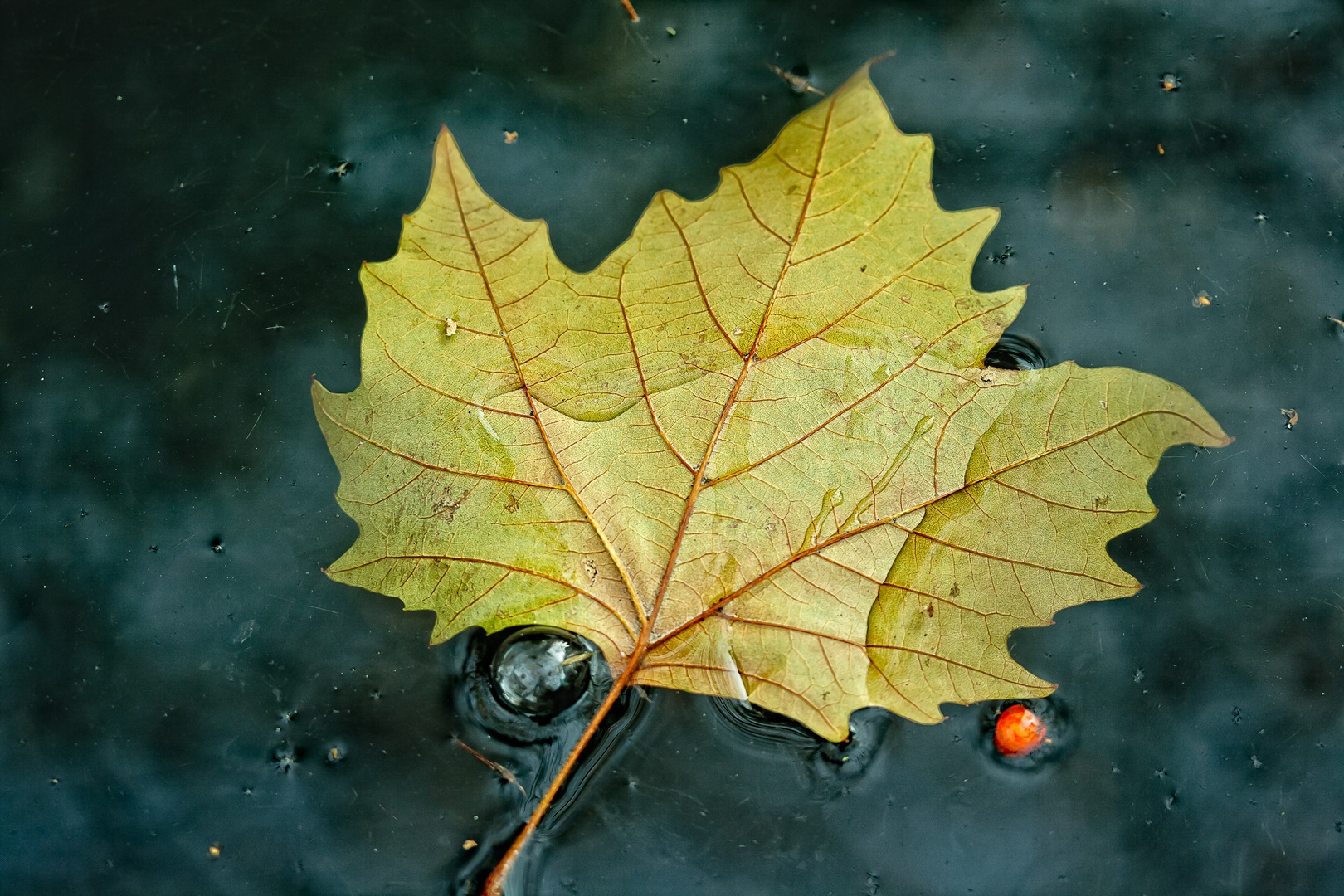 Blatt-Details in dunklem Wasser