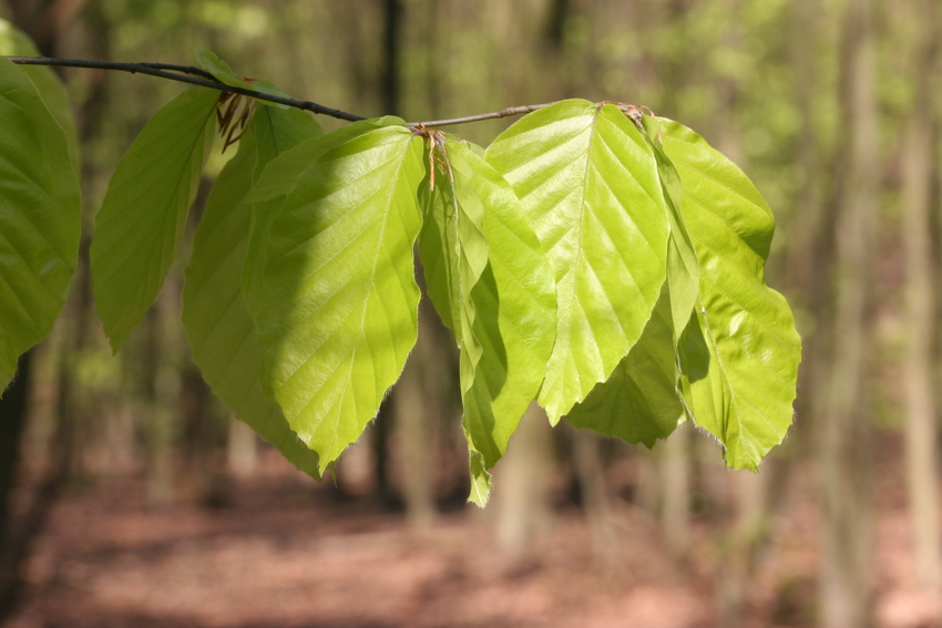 Blatt einer Buche