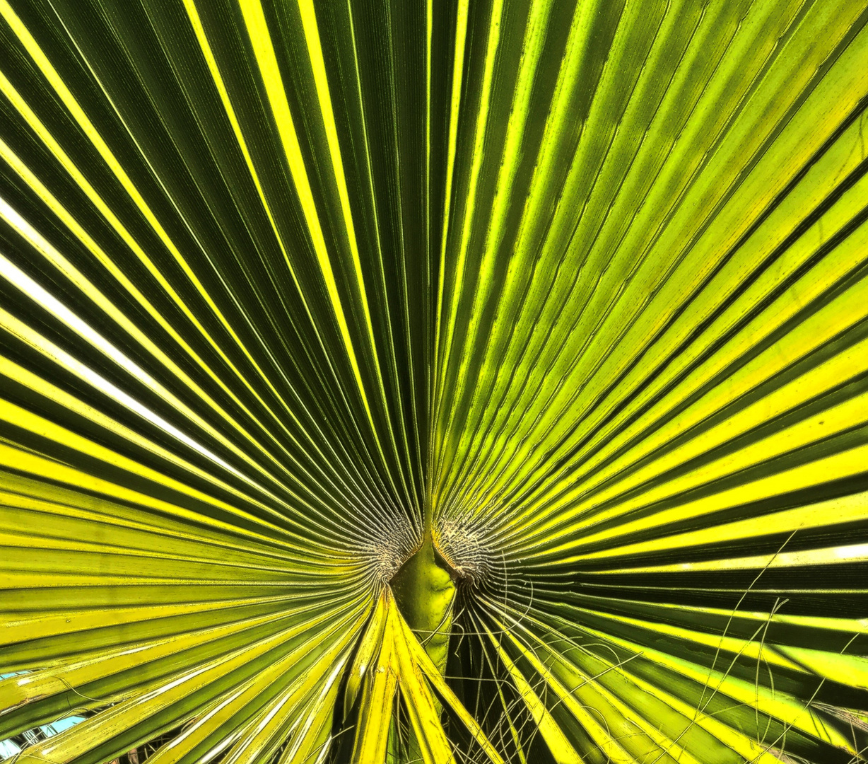 Blatt einer Fächerpalme