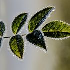 Blatt einer Heckenrose mit Raureif