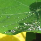 Blatt einer Kapuzinerkresse mit Glitzer