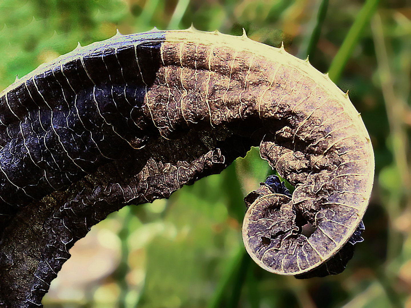 Blatt einer Kardendistel im Herbst