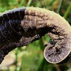 Blatt einer Kardendistel im Herbst