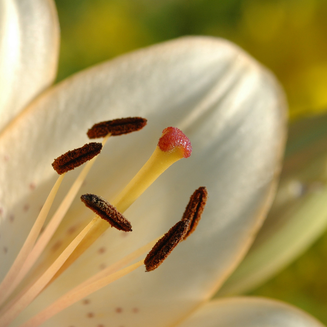 Blatt einer Lilienblüte