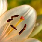 Blatt einer Lilienblüte