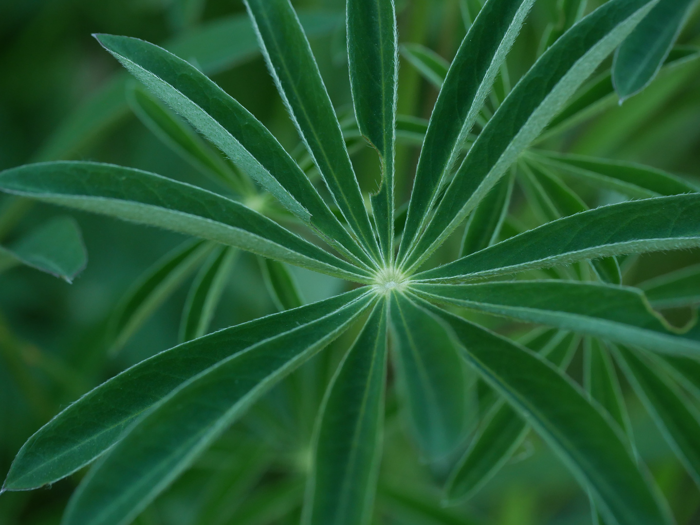 Blatt einer Lupine