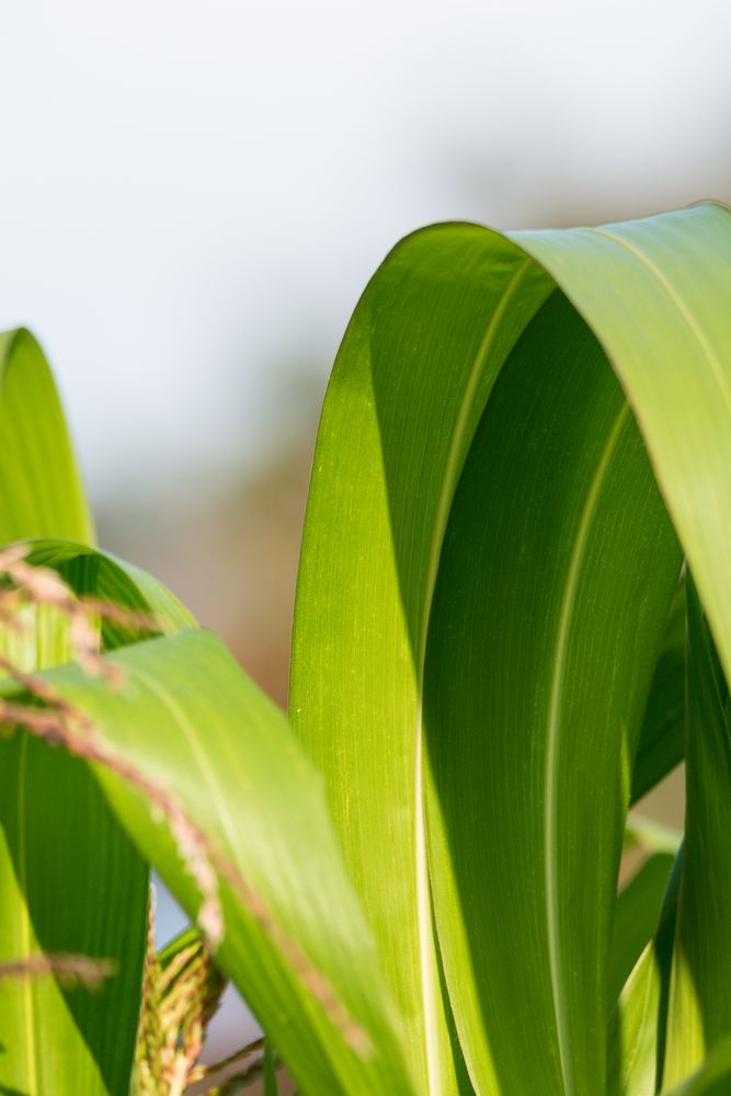 Blatt einer Maispflanze