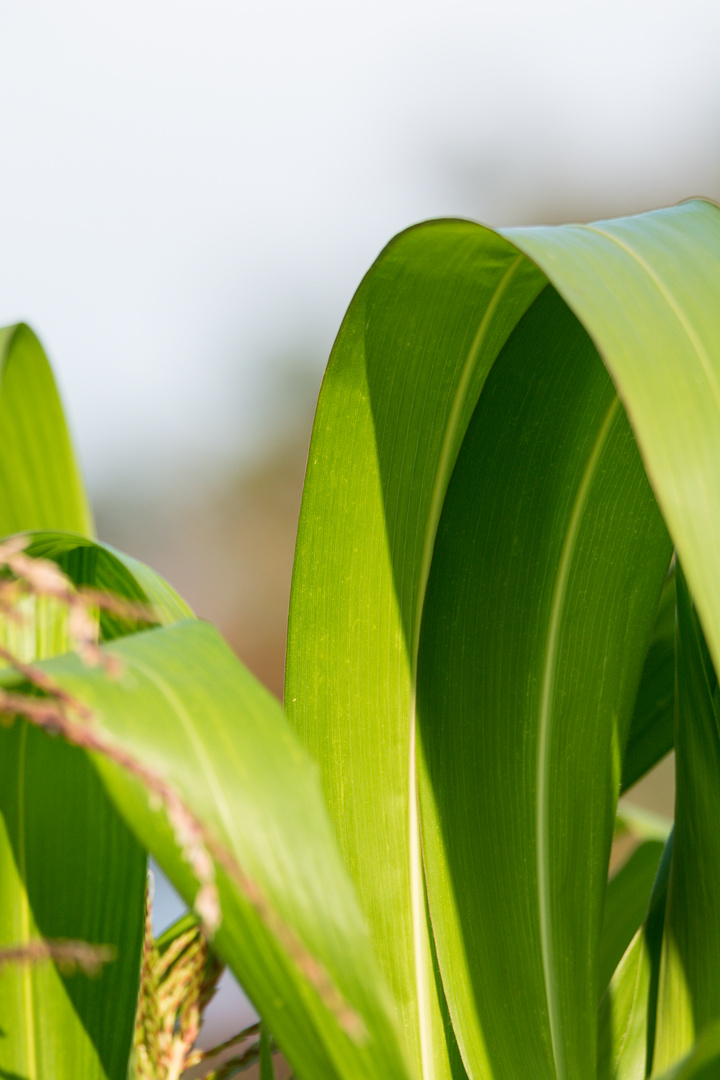 Blatt einer Maispflanze