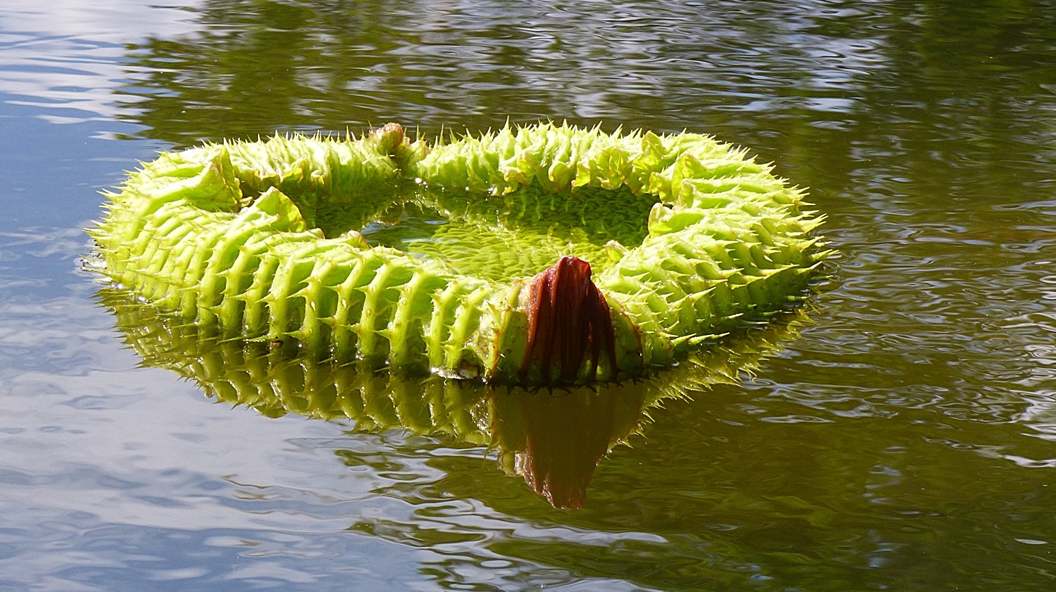 Blatt einer RiesenSeerose. Foto & Bild pflanzen, pilze & flechten