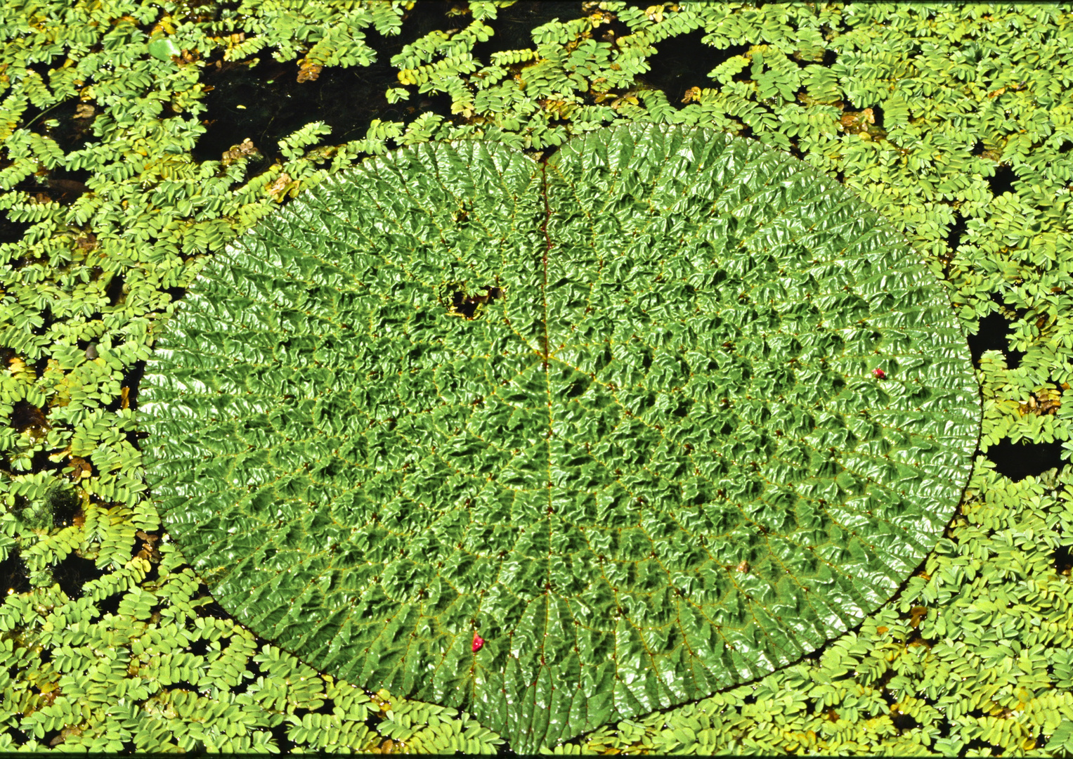 Blatt einer Seerose 