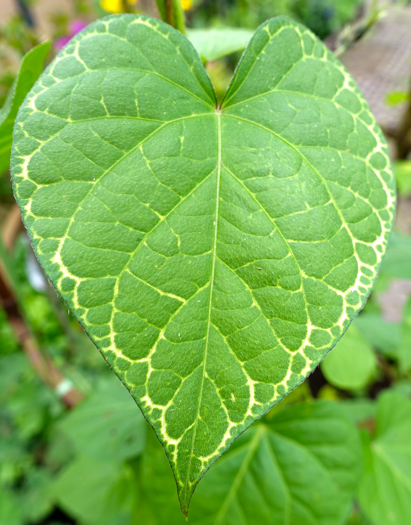 Blatt einer Trichterwinde